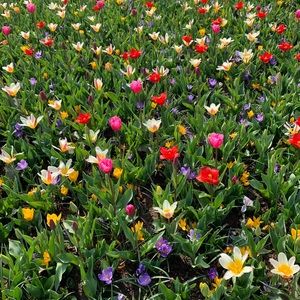 Meet your Posher, Amelia